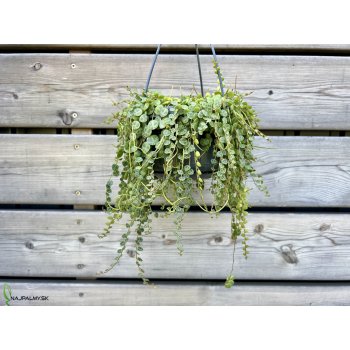 Peperomia (Peperómia) ´PROSTATA´ - kont. C1,5L, výška 20-30 cm - závesný kvetináč